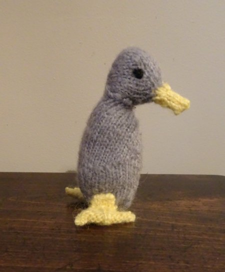 Grey Duck